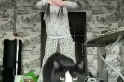 Cat-tastic Comedy: The Ultimate Funny Cat Compilation