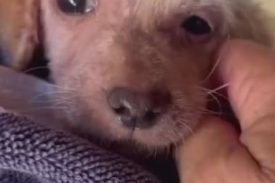 Heartbreaking Farewell: A Tribute to Man's Best Friend