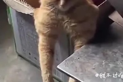 Hilarious Cat Fails Compilation That Will Make You LOL