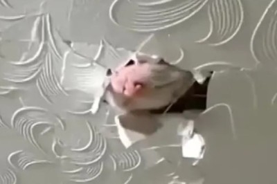 Meow-sive Laughs Ahead: Get Ready for a Purr-fectly Hilarious Cat Comedy Show!