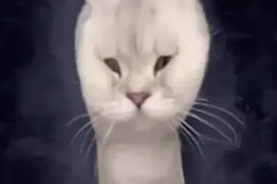 Pawsitively Hilarious: The Ultimate Funny Cat Compilation That Will Have You ROFL!