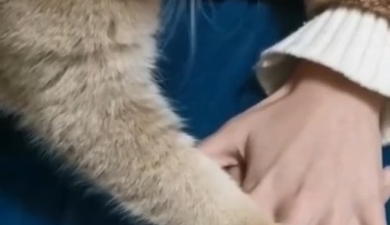 Feline Funnies: Cat Outshines Husky in Hilarious Display of Talent!