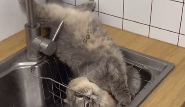 Hilarious Cat Napping Adventures in the Kitchen!