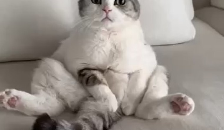 Hilarious Hijinks: Watch This Cat's Hilarious Reaction to Being Walked on a Leash!