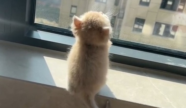 Nostalgic Kitten Revisits Former Abode: Heartwarming Reunion Alert!