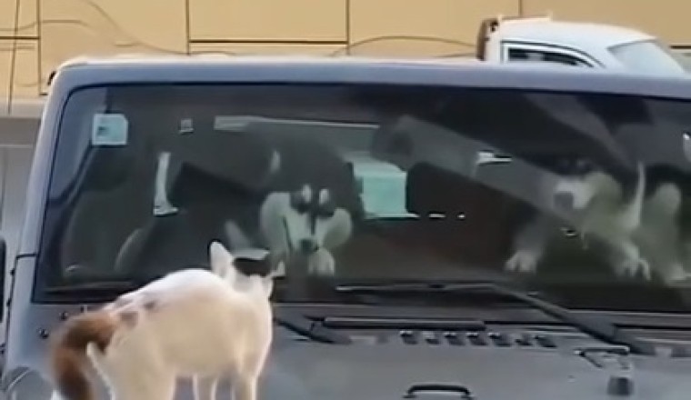 Pawsome Pursuit: Dog Driver, Dog Passenger, and Cat Co-Pilot Halt Jeep in Hilarious Hijinks!