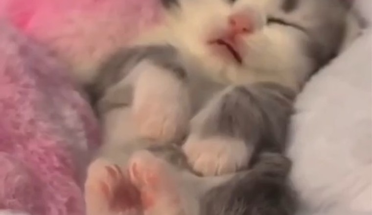 Prepare to be Charmed by the Cutest and Funniest Kitten Compilation!