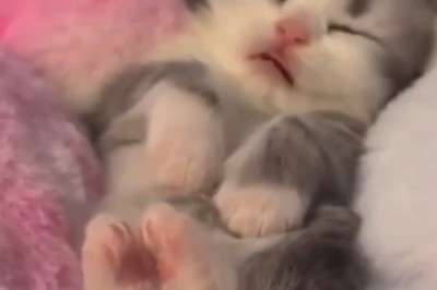 Prepare to be Charmed by the Cutest and Funniest Kitten Compilation!