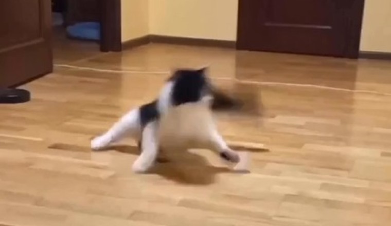 Rolling in Style: Watch This Skateboarding Cat Nail Some Epic Tricks!
