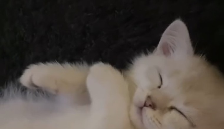 The Purr-fect Pilates Partner: Watch This Beautiful Kitten Master the Art of Stretching!