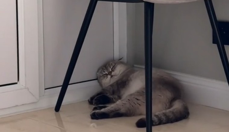 The Ultimate Guide to Cat-napping: Hilarious Video of a Cat Taking Sleep to the Next Level!