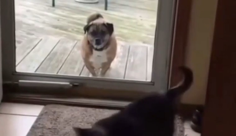 The Ultimate Standoff: Dog vs. Cat with Vitrina Caught in the Middle!