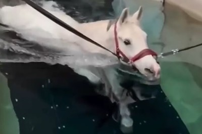 Equine Aquatics Extravaganza - Watch a Hilarious Horse Dive into the Deep Blue!