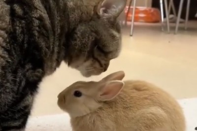 Feline and Floppy-Eared Fun - The Cat and Rabbit Comedy Show!