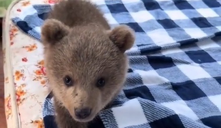 Tiny Bears Take Over Home!