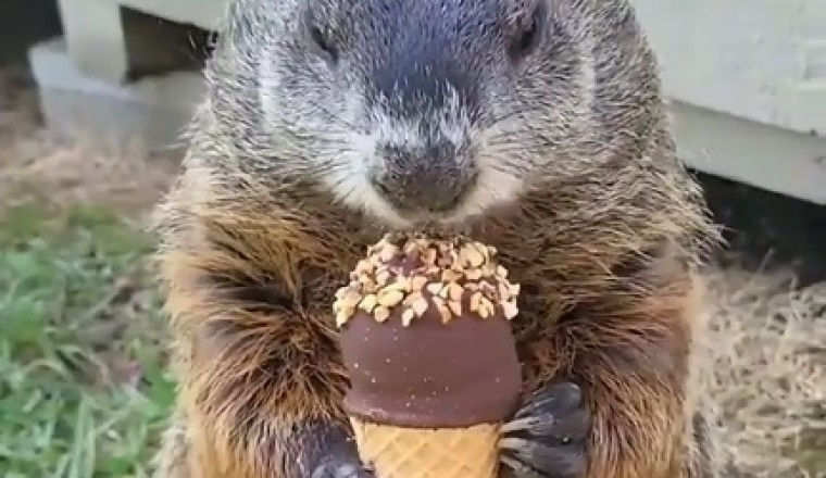 Viral Funny Video: Squirrel's Ice Choco Adventure