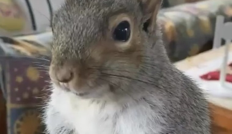 Viral Funny Video: Squirrel Who Understands Words