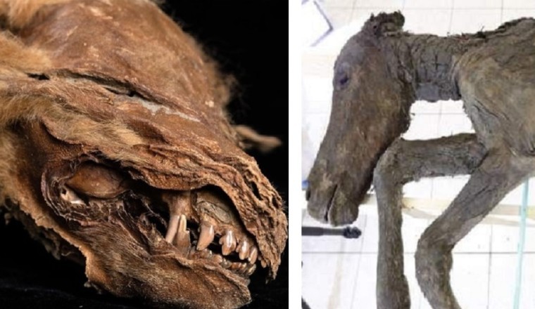Frozen in Time: Unbelievable Discoveries of Prehistoric Creatures from the Melting Arctic!