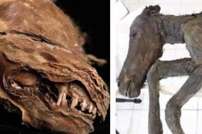 Frozen in Time: Unbelievable Discoveries of Prehistoric Creatures from the Melting Arctic!