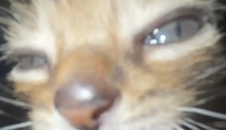 Hilarious UGLY Cat Demands Home Appliances!