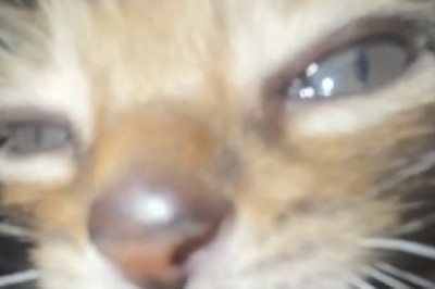 Hilarious UGLY Cat Demands Home Appliances!