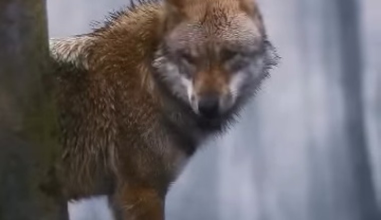 Howling Hilarity: Wolves in a Sing-Along!