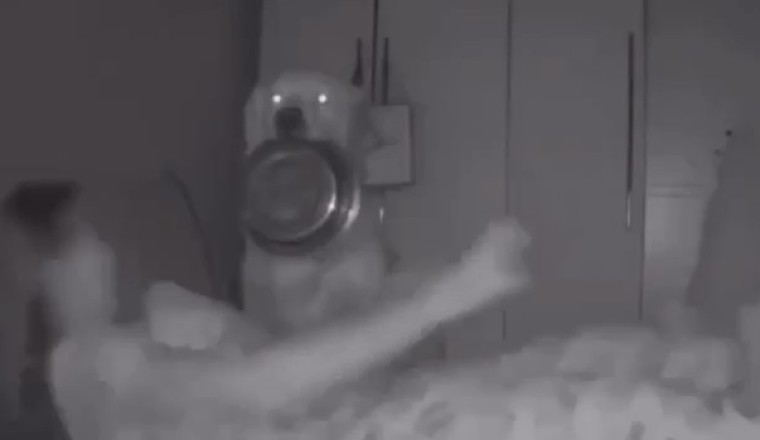 Hungry Pup Alarm: Dog Wakes Up Owner for Breakfast!