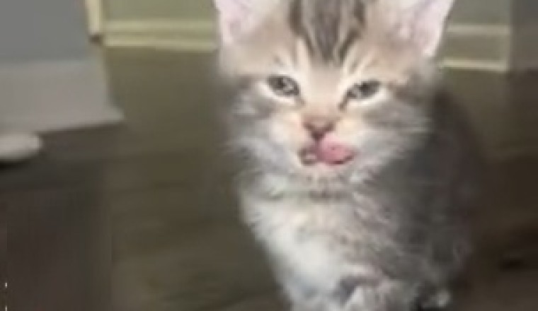 Laugh Out Loud with This Funny Kitten!