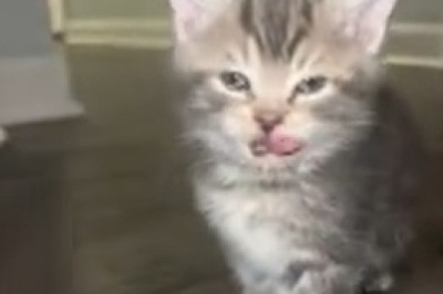 Laugh Out Loud with This Funny Kitten!