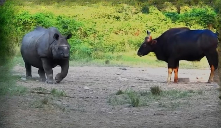 Rampage of the Gaurs: Nature’s Fury Unleashed!