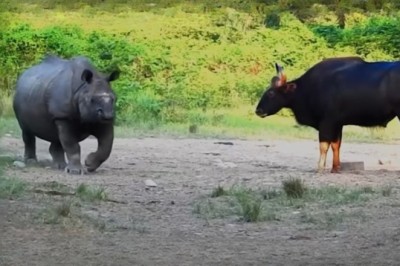 Rampage of the Gaurs: Nature’s Fury Unleashed!