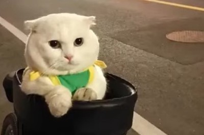 Seriously?! A Cat on a Bike?!