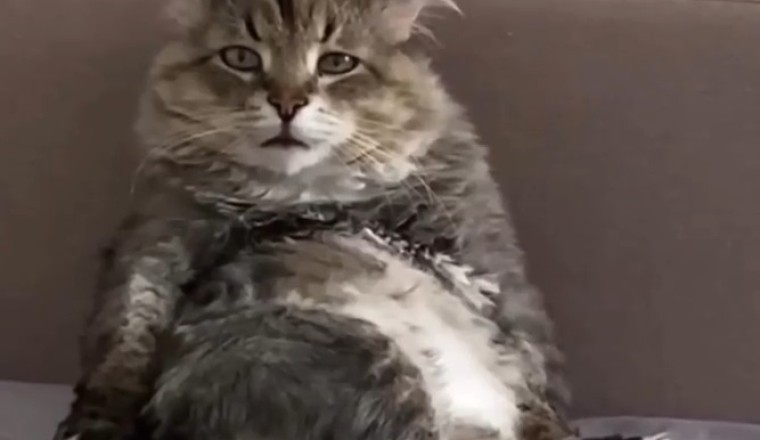 Seriously?! A Lonely Cat? Ugh!