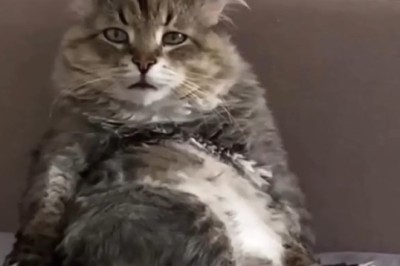 Seriously?! A Lonely Cat? Ugh!