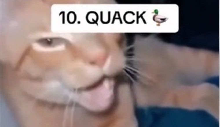 Side-Splitting Cat Comedy: Funniest Cats Ever!