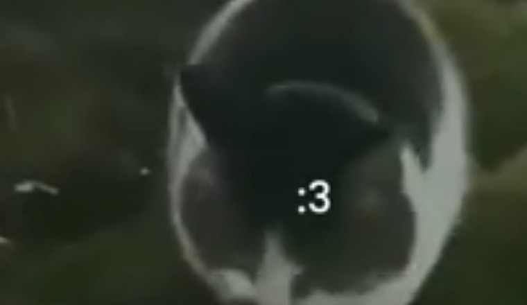 Super Cat Saves the Day: A Feline Hero Emerges!