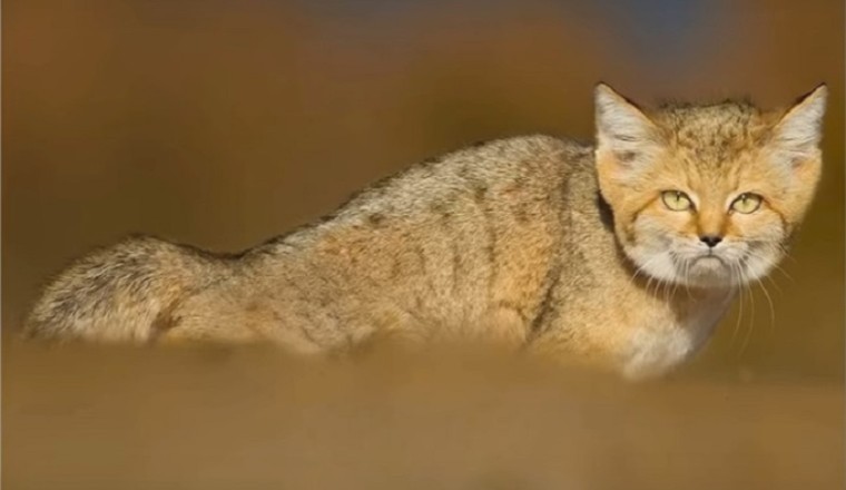 Unveiling the Hidden Resilience of the Sand Cat: Nature’s Desert Survivor