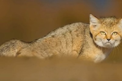 Unveiling the Hidden Resilience of the Sand Cat: Nature’s Desert Survivor