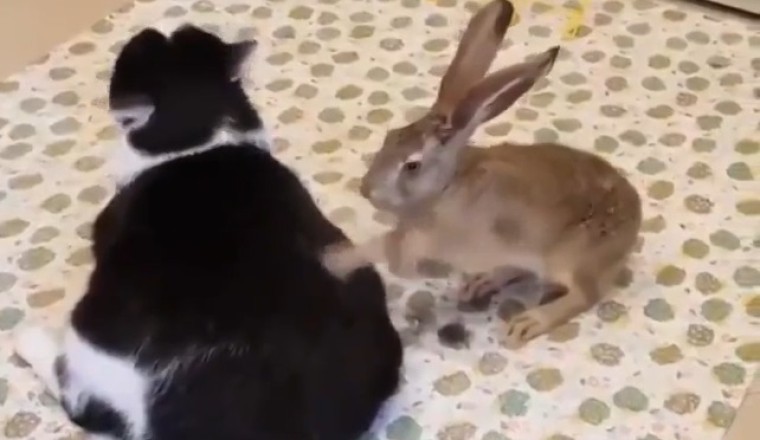 Viral Sensation: Rabbit Treats Cat's Back Pain!