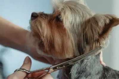 7 Life-Changing Hacks Every Busy Dog Owner Needs to Know!