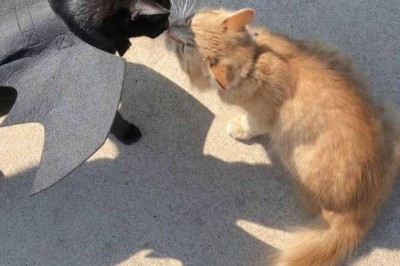 A Heroine's Heart: Woman Steps Up to Save Her Cat's Best Friend from Losing His Home