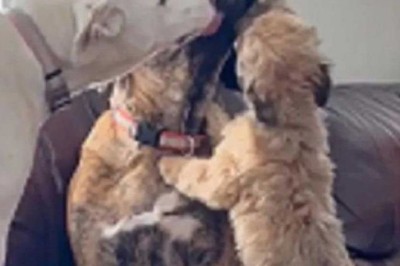 From Trauma to Triumph: Abused Dog's Siblings Help Him Overcome Anxiety in Heartwarming Video