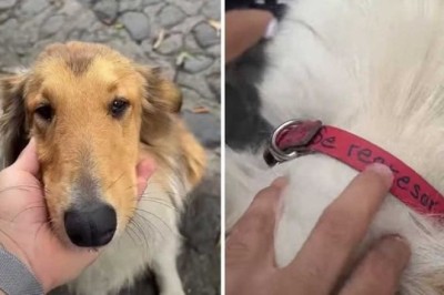 Lost Puppy Found with Surprising Message on Collar: "Don't Steal Me, I Know How to Get Home
