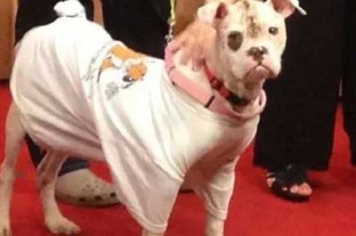 Postman Rescues Dog Tied to Tree on Scorching Day, Sparks Life-Changing Lessons for Owner and Community