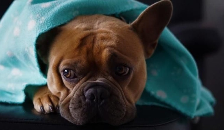 The Ultimate Guide to Calming Your Pet: Say Goodbye to Noise Anxiety!