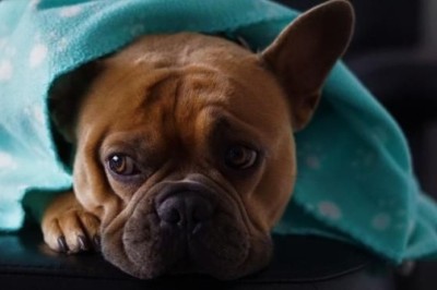 The Ultimate Guide to Calming Your Pet: Say Goodbye to Noise Anxiety!