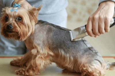 Top 5 Dog Clippers That Every Pet Owner Must Know About!