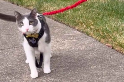Unforgettable Reunion: Man Brings Cat Back to Where He Found It 5 Years Ago and Gets Astonishing Reaction