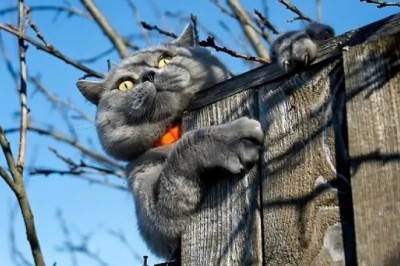 10 Adorable Cats That Will Melt Your Heart!