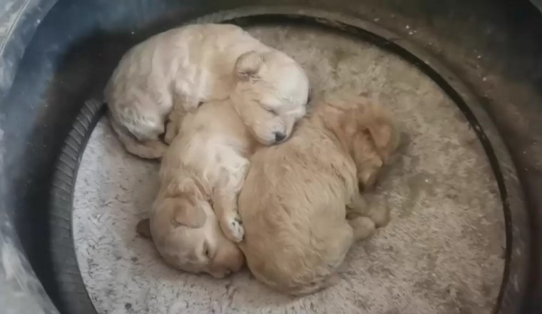 Adorable Puppies Melt Hearts with Their Cuteness